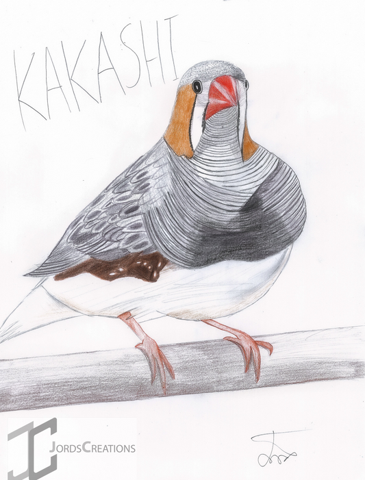 Kakashi Bird - Jackson's Bird